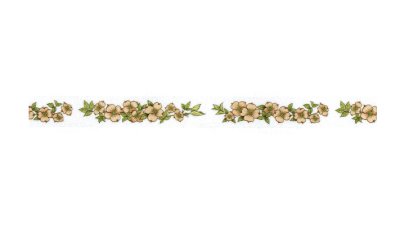 画像1: このはな「花水木」